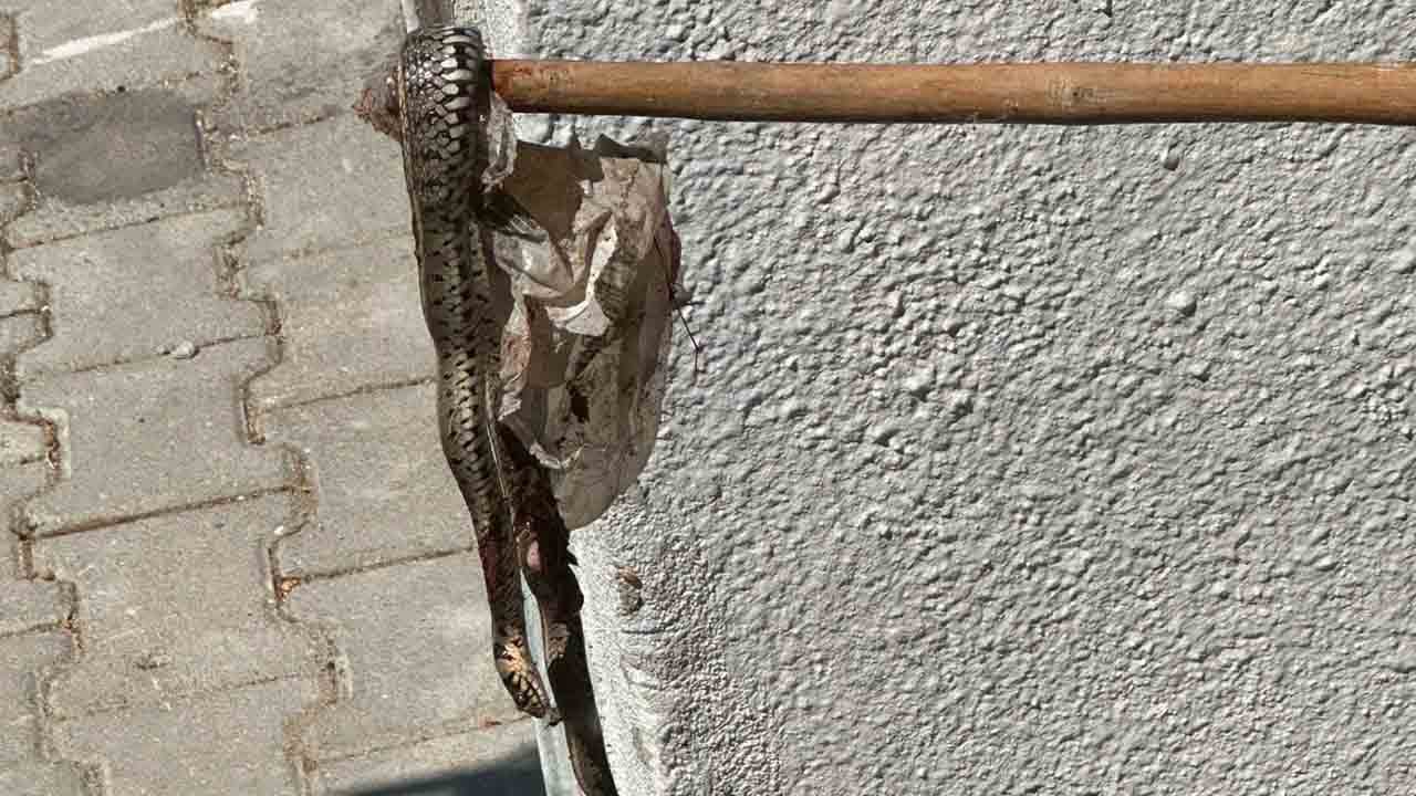 Foto - Yazlık sitede yılan istilası: Mahalleli panikte!