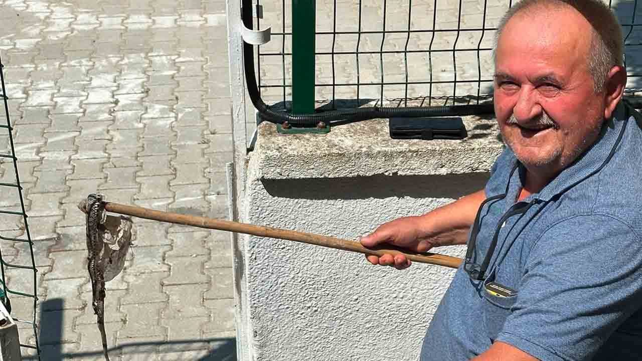 Yazlık sitede yılan istilası: Mahalleli panikte!