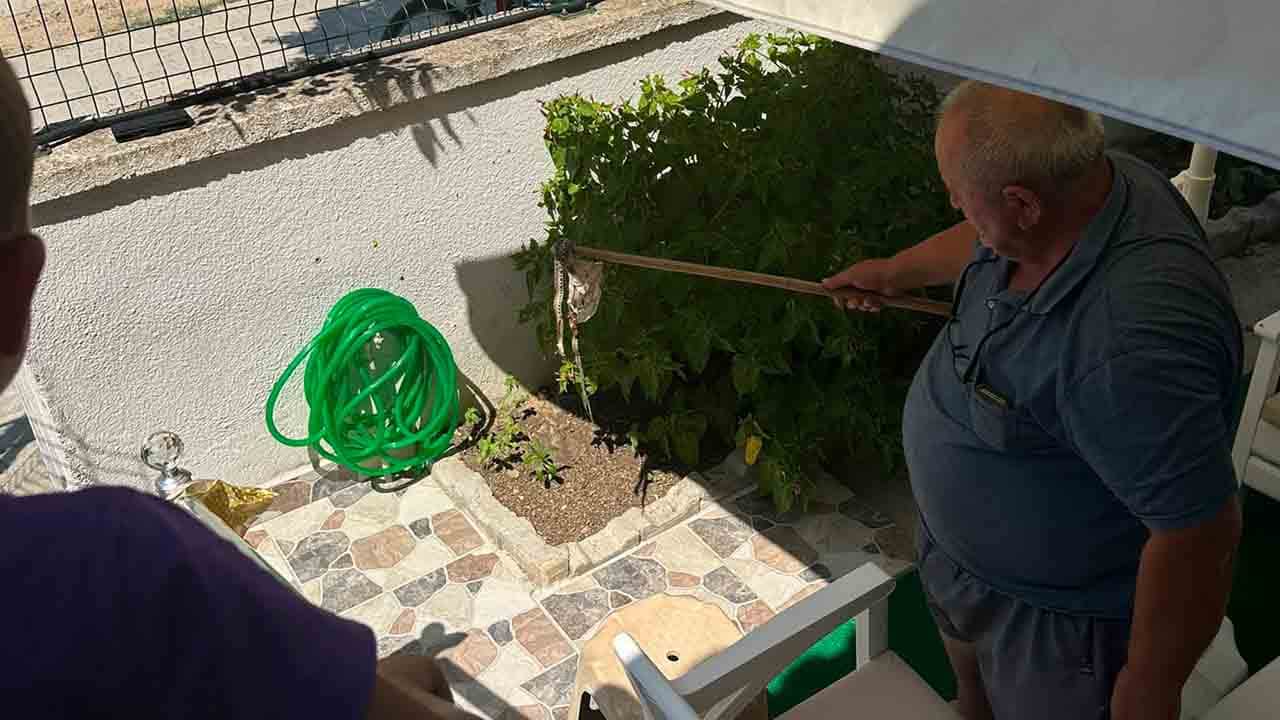Foto - Yazlık sitede yılan istilası: Mahalleli panikte!