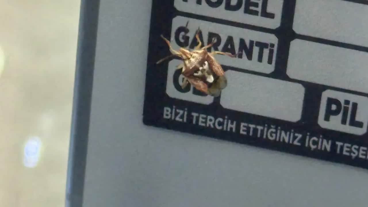 Yer Diyarbakır: Böylesi ilk defa görüldü: Böceğin sırtında iki göz var! Görenleri hayrete düşürdü