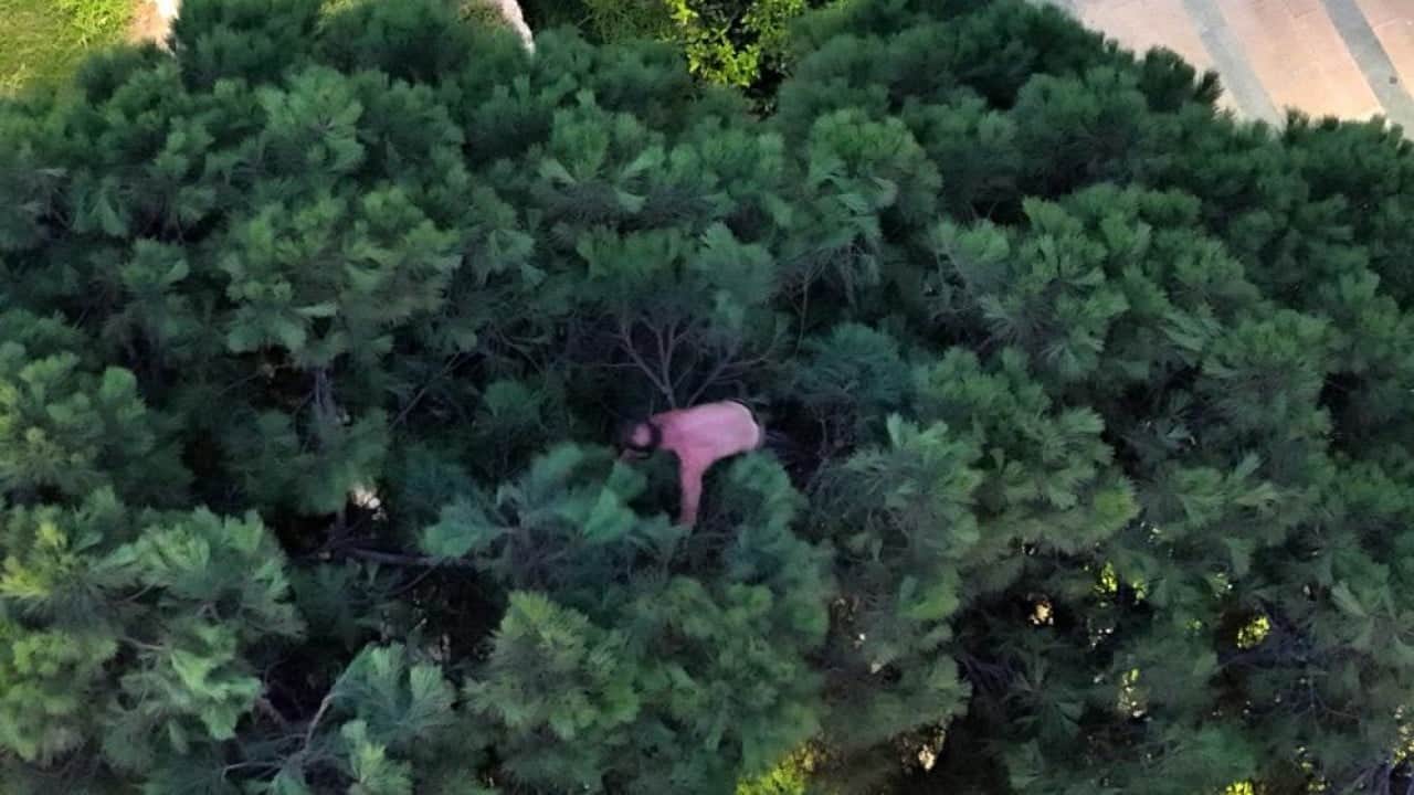 Foto - Yerde bunalıp çıktığı ağaçta sıcak vurunca suyla ikna ettiler