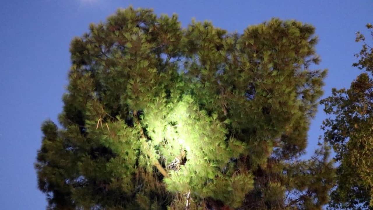 Foto - Yerde bunalıp çıktığı ağaçta sıcak vurunca suyla ikna ettiler