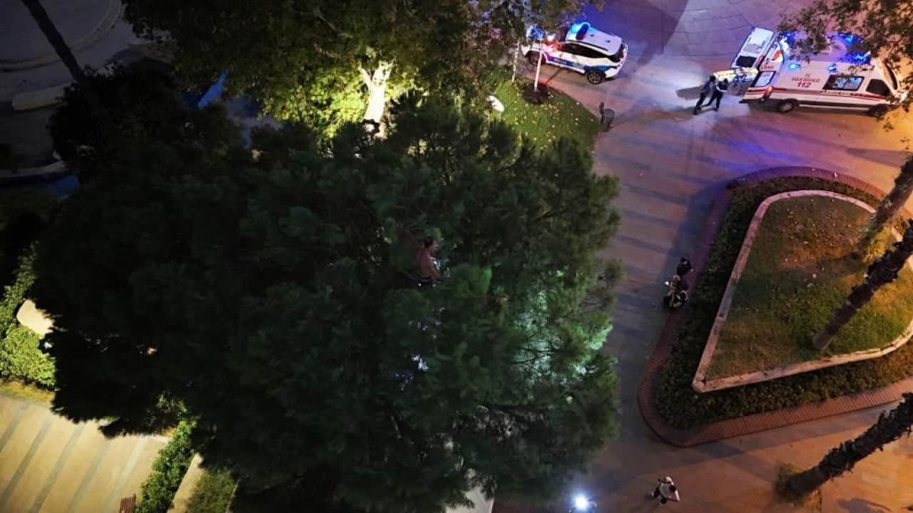 Foto - Yerde bunalıp çıktığı ağaçta sıcak vurunca suyla ikna ettiler