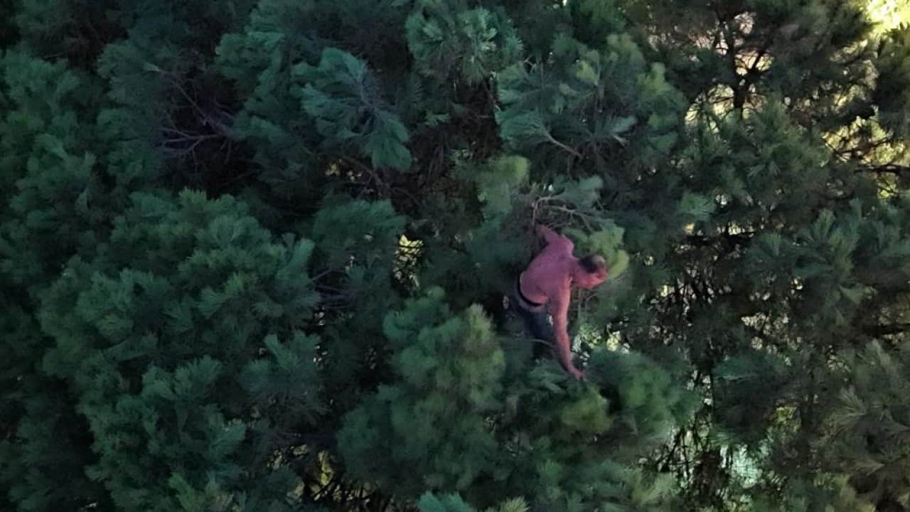 Foto - Yerde bunalıp çıktığı ağaçta sıcak vurunca suyla ikna ettiler