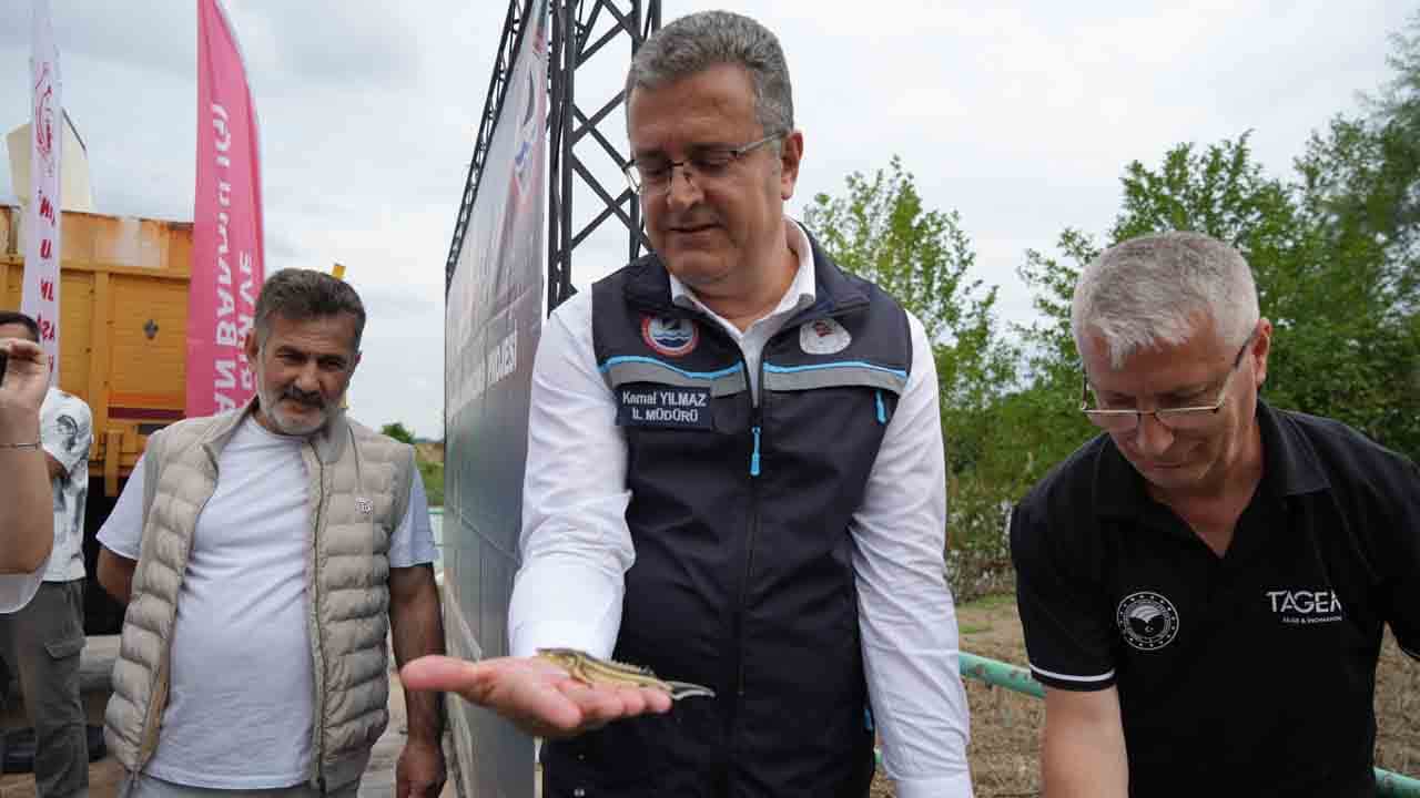 Foto - Yeşilırmak canlandı! 30 bin mersin balığı yavrusu suya bırakıldı