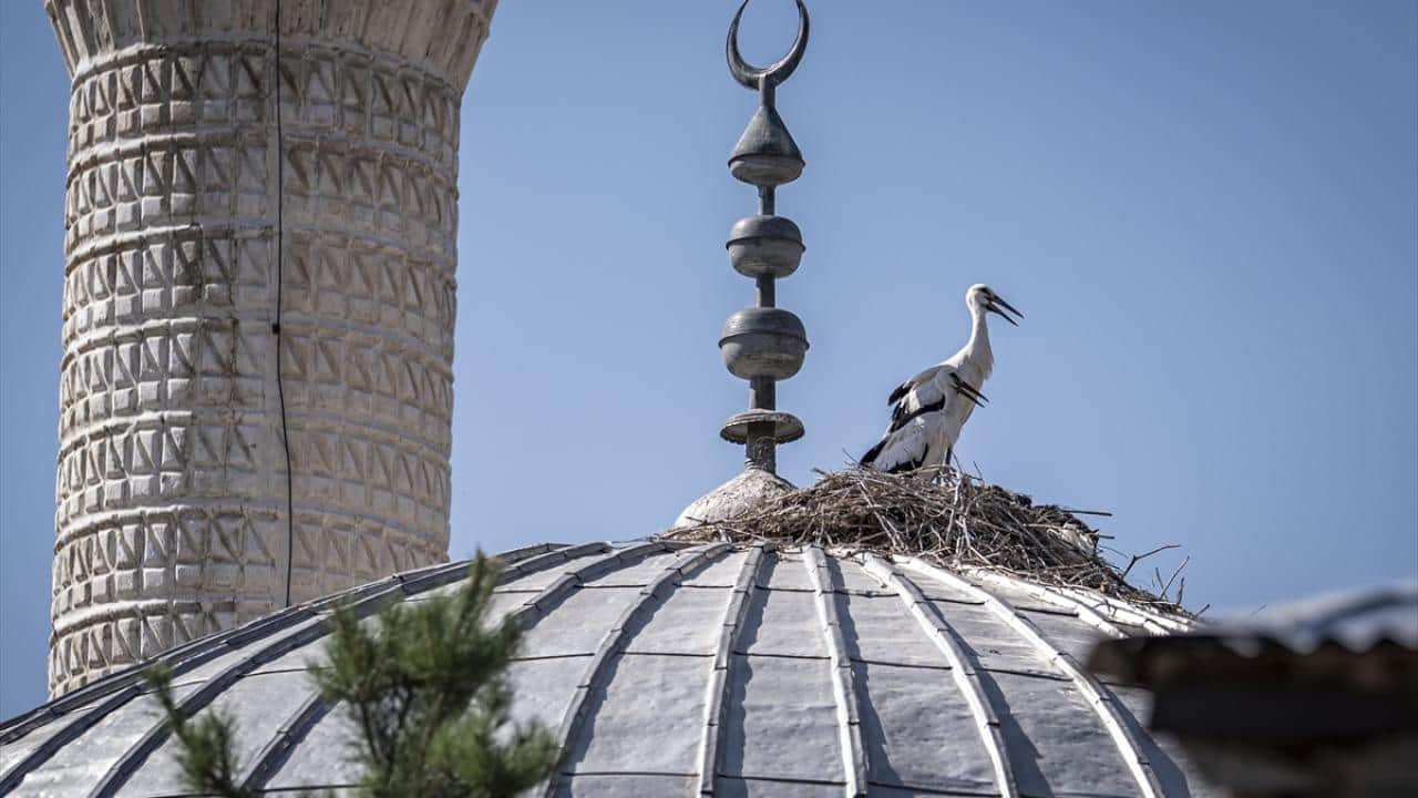 Foto - Yıllardır aynı yere geliyorlar! Cami leyleklere ‘yuva’ oldu