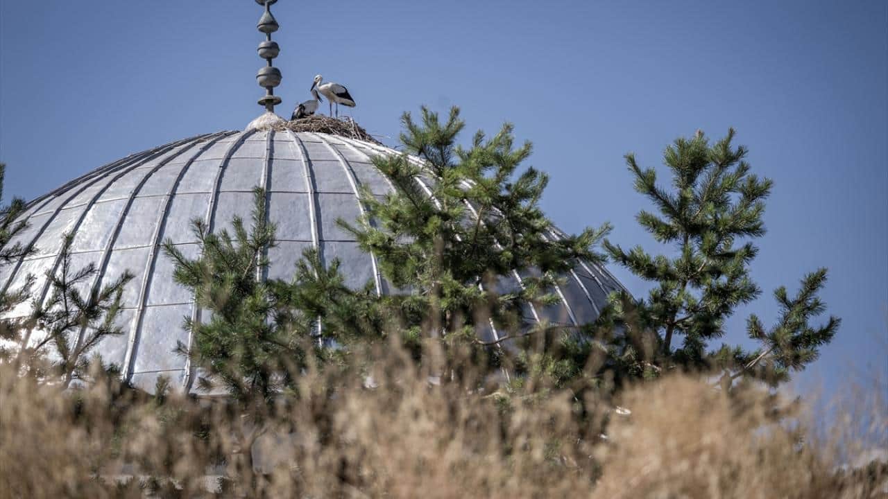 Foto - Yıllardır aynı yere geliyorlar! Cami leyleklere ‘yuva’ oldu