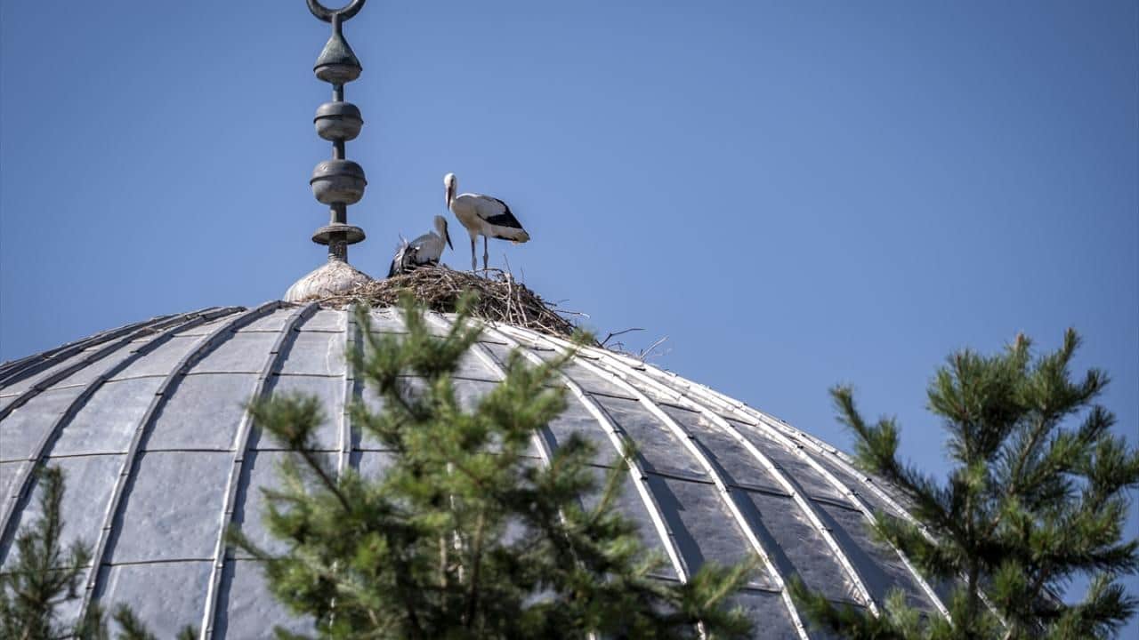 Foto - Yıllardır aynı yere geliyorlar! Cami leyleklere ‘yuva’ oldu