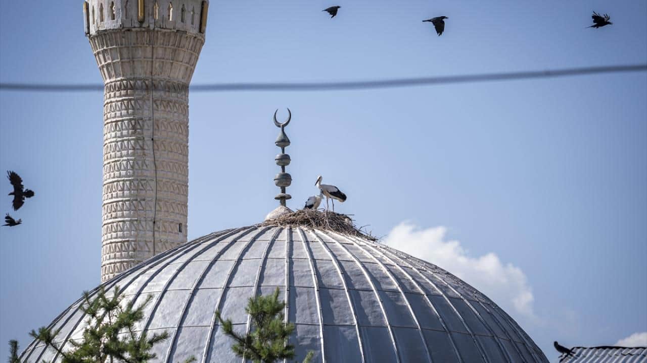 Foto - Yıllardır aynı yere geliyorlar! Cami leyleklere ‘yuva’ oldu