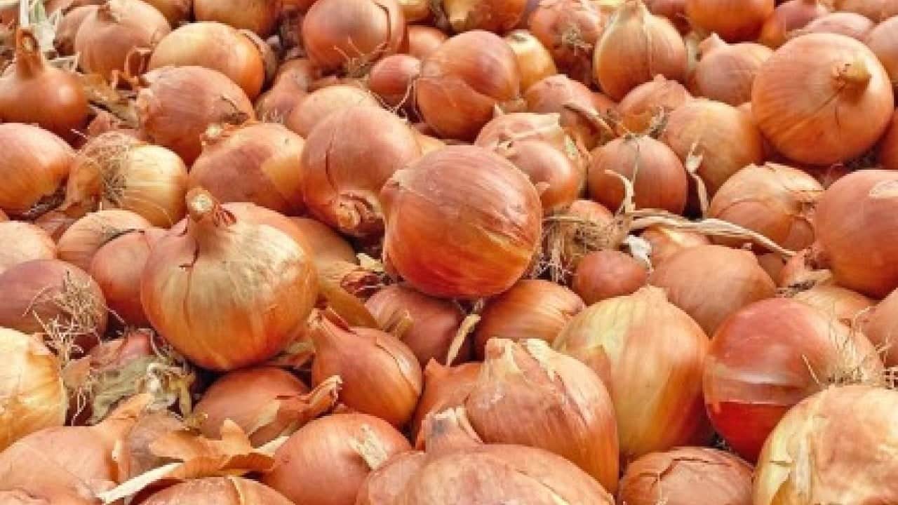 Yıllardır bu hatayı yapıyoruz! Soğan tüketirken bu hataya dikkat