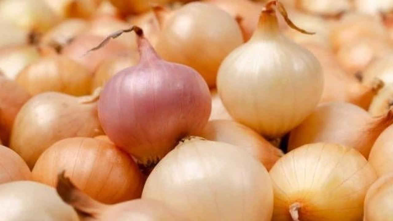 Foto - Yıllardır bu hatayı yapıyoruz! Soğan tüketirken bu hataya dikkat