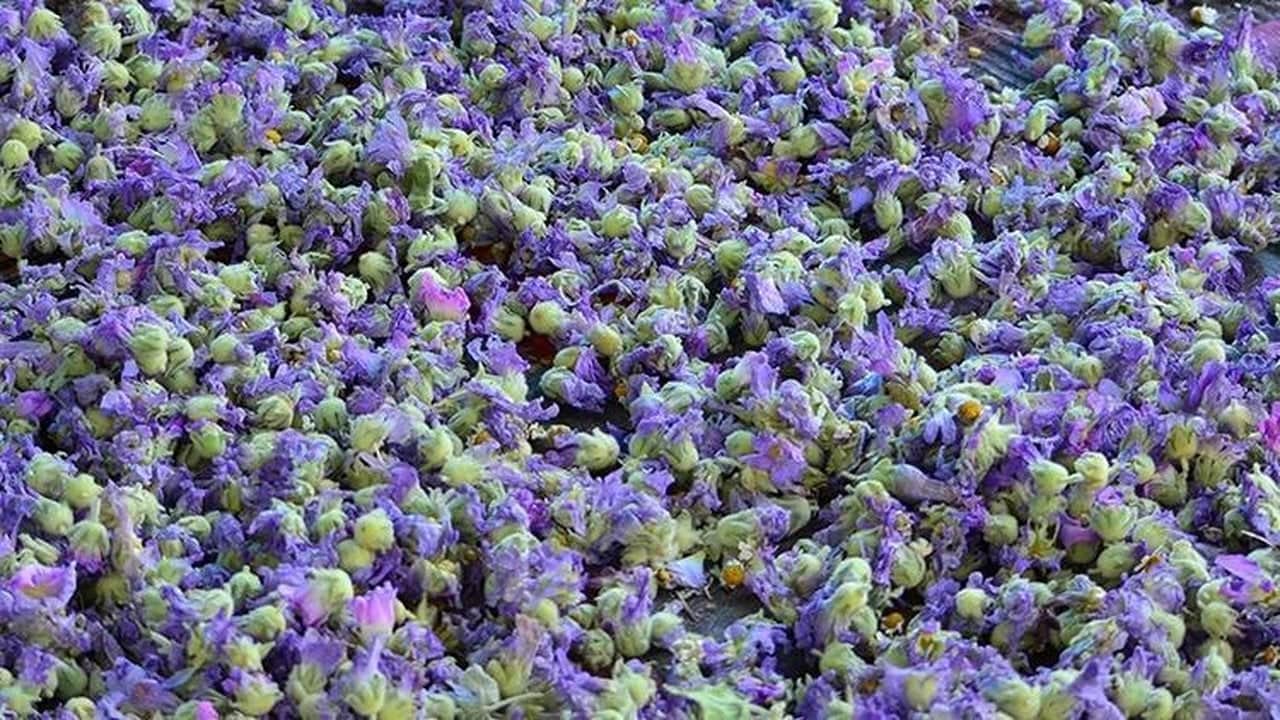 Foto - Yol kenarında yetişiyor, kilogramı 1500 liraya alıcı buluyor: Toplayan köşeyi dönüyor, aktarlar peşinde koşuyor
