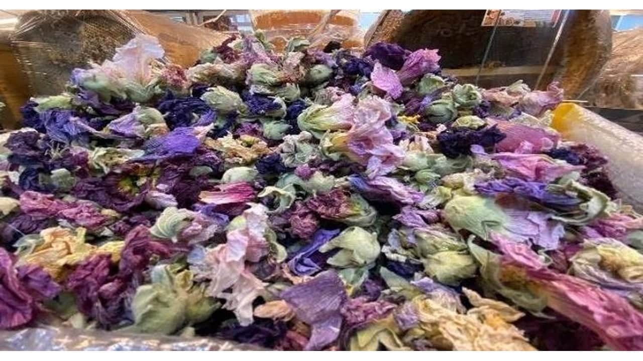 Foto - Yol kenarında yetişiyor, kilogramı 1500 liraya alıcı buluyor: Toplayan köşeyi dönüyor, aktarlar peşinde koşuyor