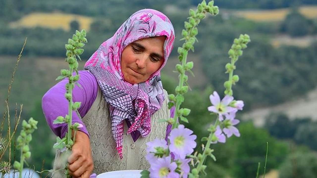 Foto - Yol kenarında yetişiyor, kilogramı 1500 liraya alıcı buluyor: Toplayan köşeyi dönüyor, aktarlar peşinde koşuyor