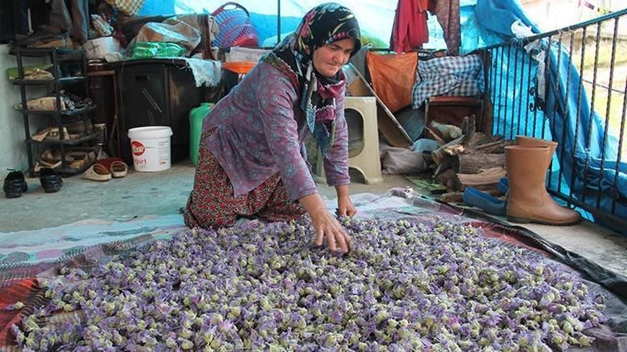 Foto - Yol kenarında yetişiyor, kilogramı 1500 liraya alıcı buluyor: Toplayan köşeyi dönüyor, aktarlar peşinde koşuyor