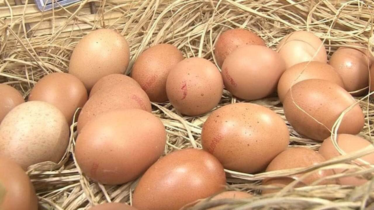 Foto - Yumurtada hastalık çıktı!