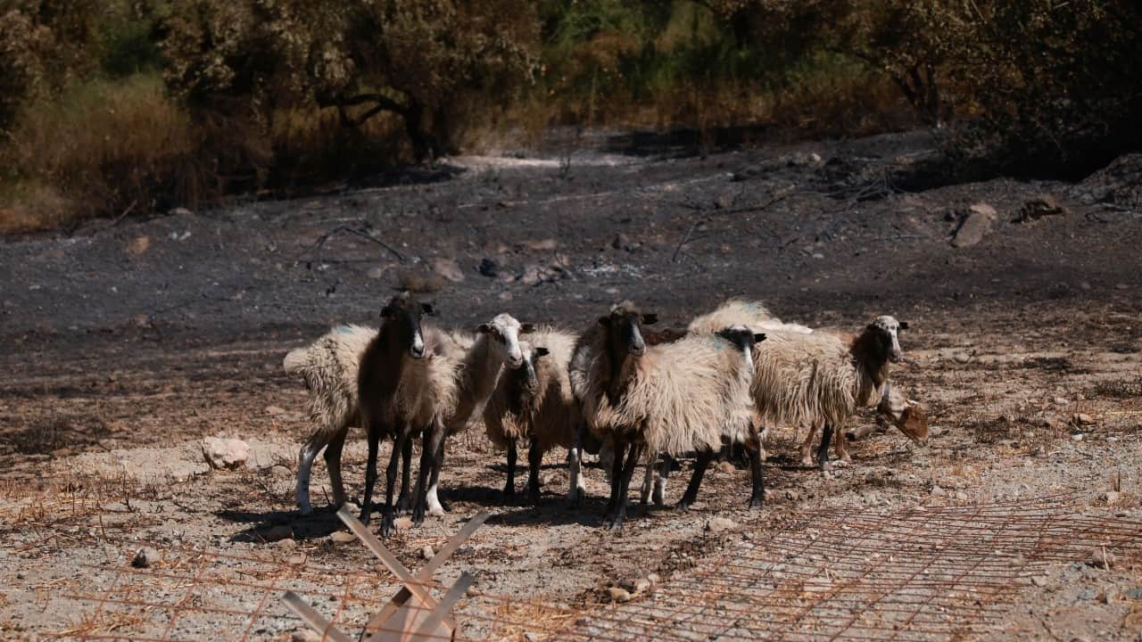 Foto - Yunanistan kabusu yaşadı! Girit'ten feci görüntüler geldi