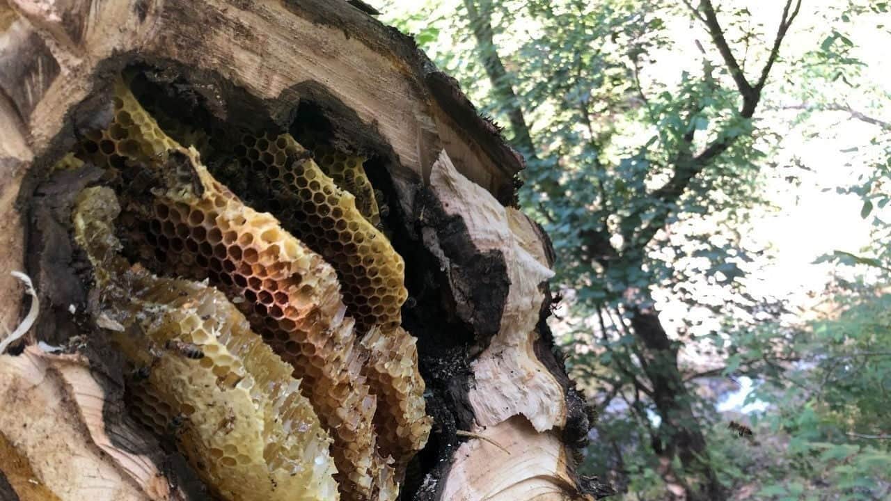 Foto - Zarar vermemesi için yuva girişlerini kapatan avcılar, Erzincan’da kovanlardan uzakta bal hasat ettiler