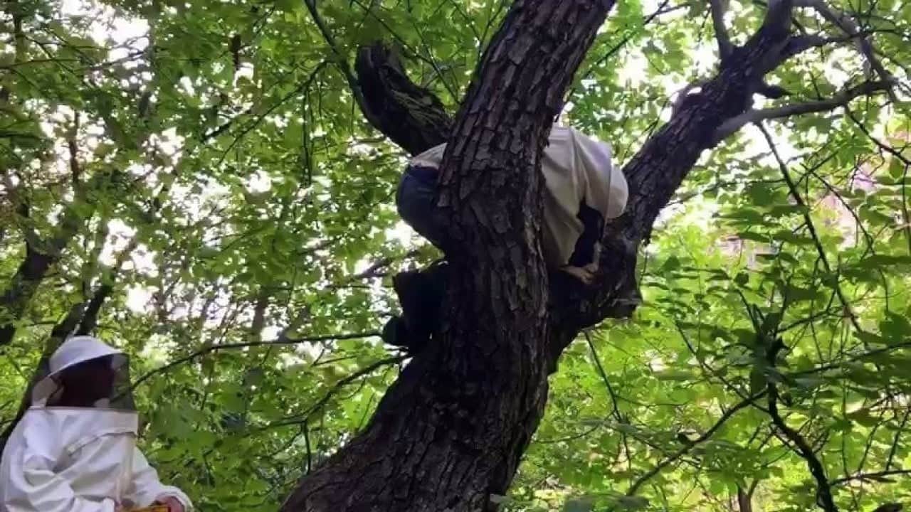 Foto - Zarar vermemesi için yuva girişlerini kapatan avcılar, Erzincan’da kovanlardan uzakta bal hasat ettiler