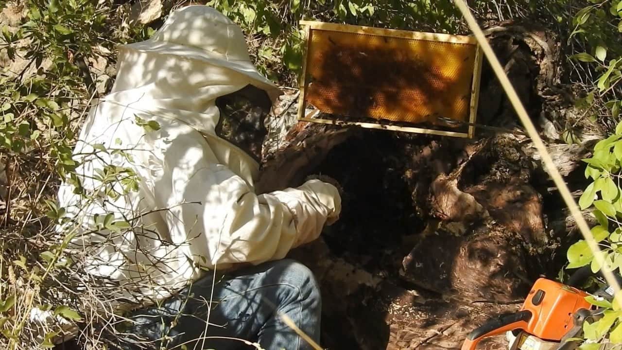 Foto - Zarar vermemesi için yuva girişlerini kapatan avcılar, Erzincan’da kovanlardan uzakta bal hasat ettiler