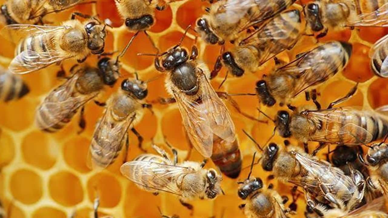 Foto - Zarar vermemesi için yuva girişlerini kapatan avcılar, Erzincan’da kovanlardan uzakta bal hasat ettiler