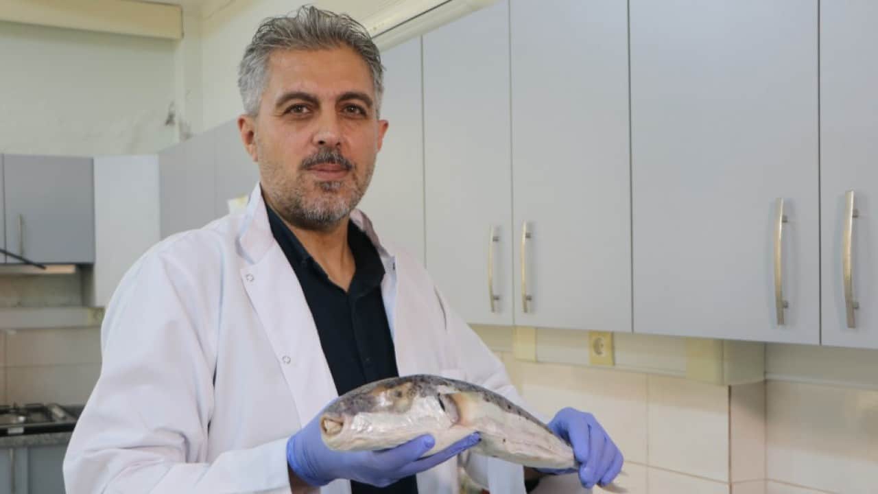 Foto - Zehirli deniz canlıları için uyarı geldi! Kayalık bölgelerde denize girerken dikkatli olun