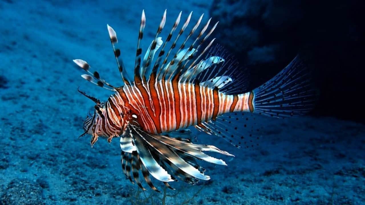 Foto - Zehirli deniz canlıları için uyarı geldi! Kayalık bölgelerde denize girerken dikkatli olun