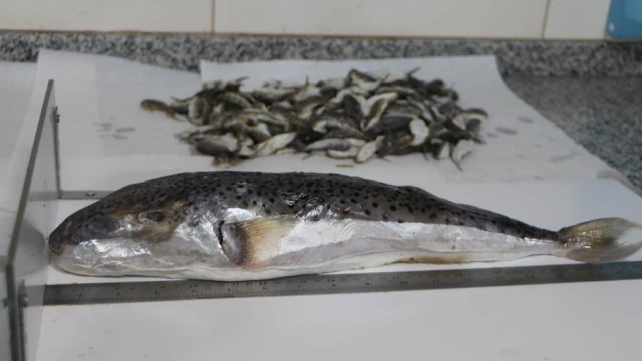 Foto - Zehirli deniz canlıları için uyarı geldi! Kayalık bölgelerde denize girerken dikkatli olun