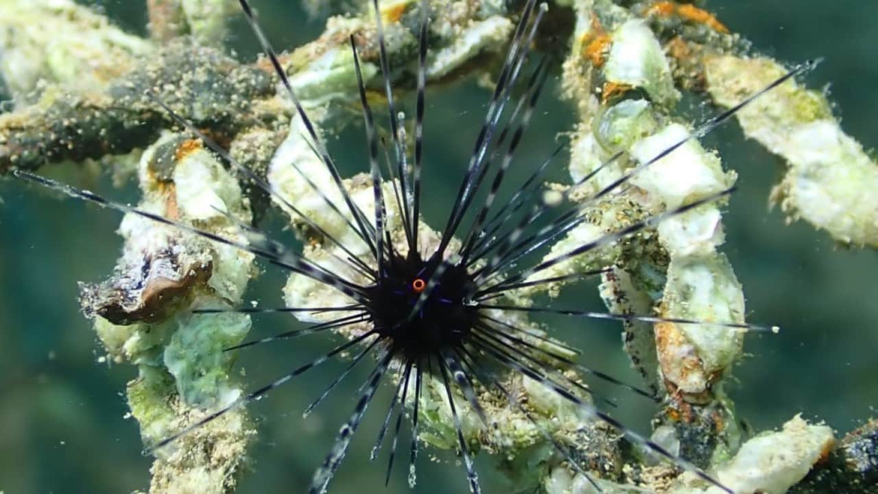 Foto - Zehirli deniz canlıları için uyarı geldi! Kayalık bölgelerde denize girerken dikkatli olun