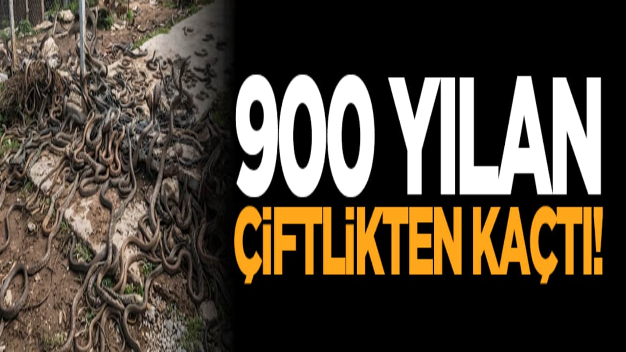 900 yılan çiftlikten kaçtı!