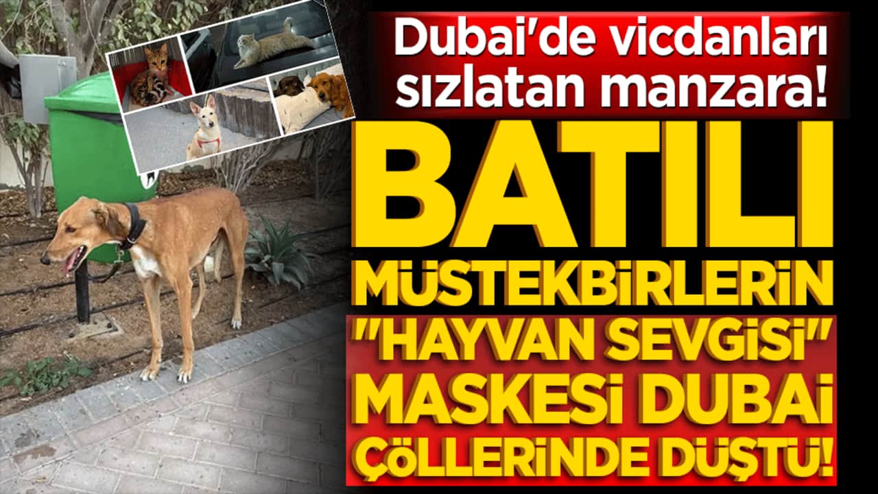 Batılı müstekbirlerin "hayvan sevgisi" maskesi Dubai çöllerinde düştü!