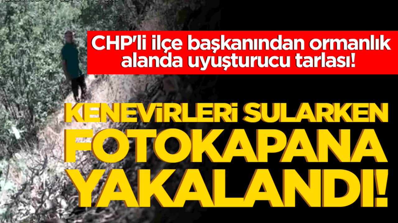 CHP'li ilçe başkanından ormanlık alanda uyuşturucu tarlası! Kenevirleri sularken fotokapana yakalandı!