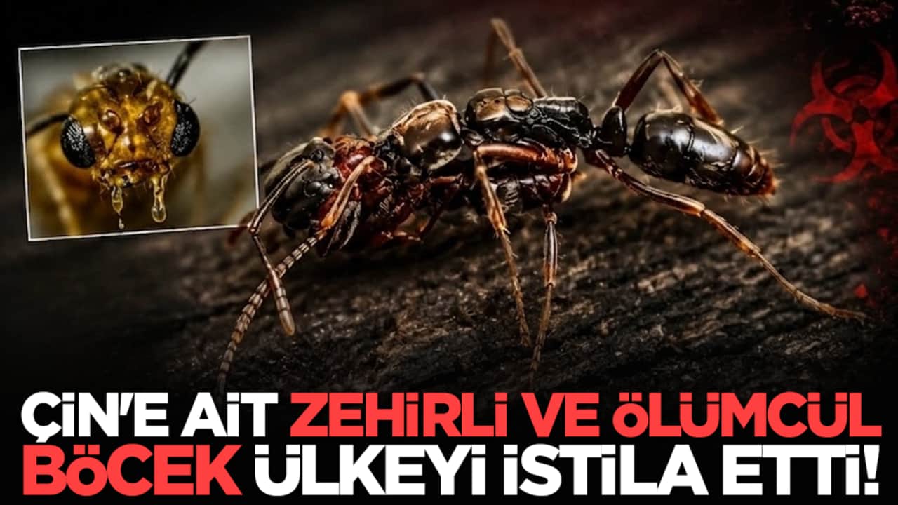 Çin'e ait zehirli ve ölümcül böcek ülkeyi istila etti!