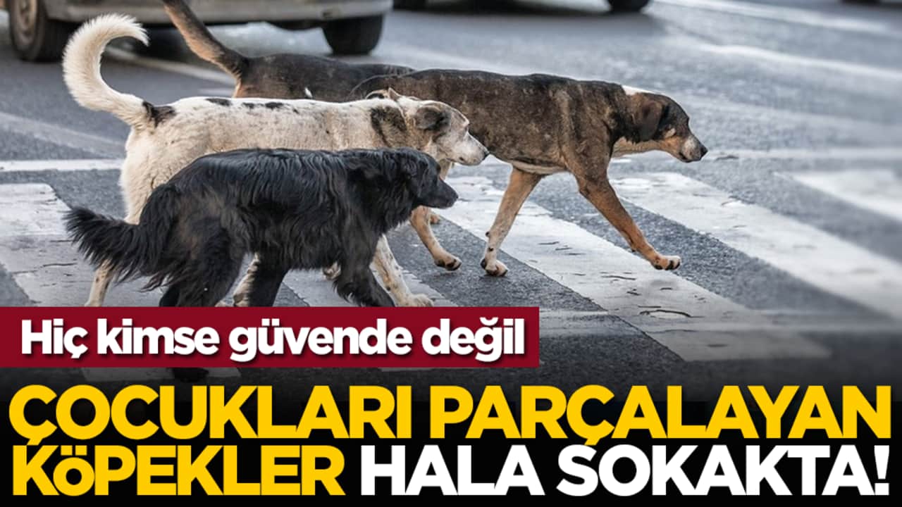 Çocukları parçalayan köpekler hala sokakta! Hiç kimse güvende değil