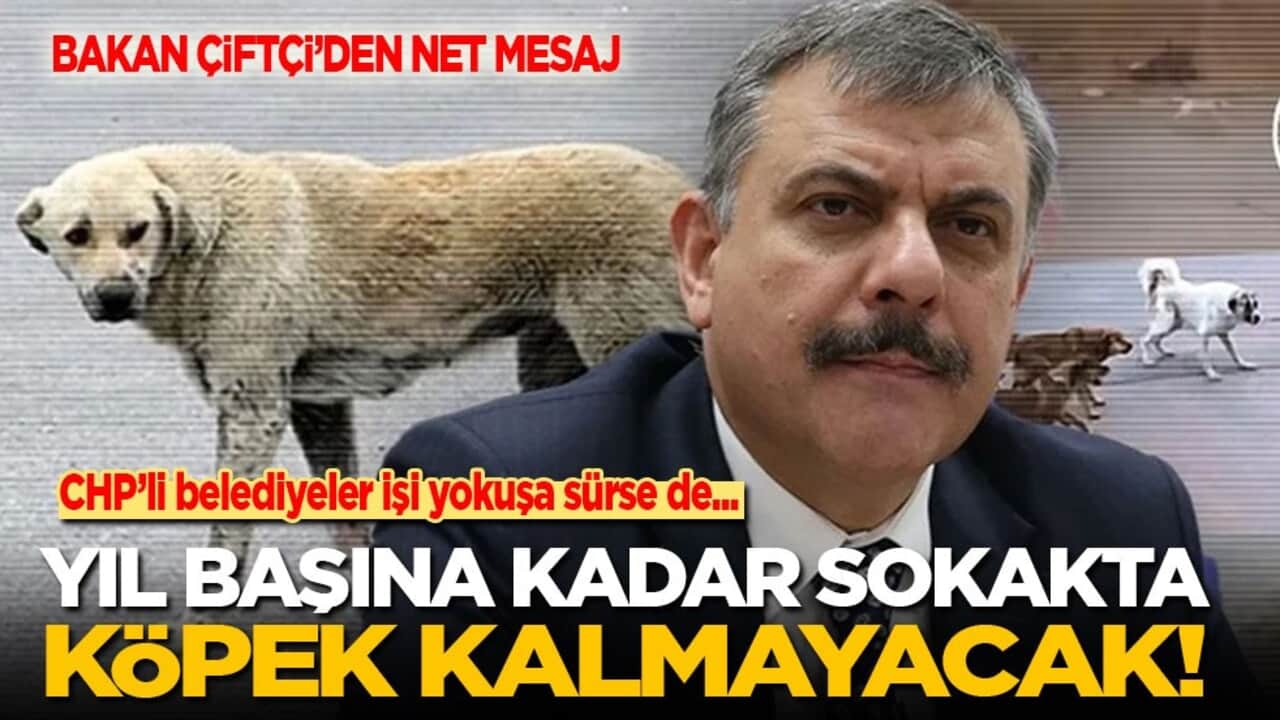 İçişleri Bakanı: CHP'li belediyeler işi yokuşa sürse de yıl başına kadar sokakta köpek kalmayacak!