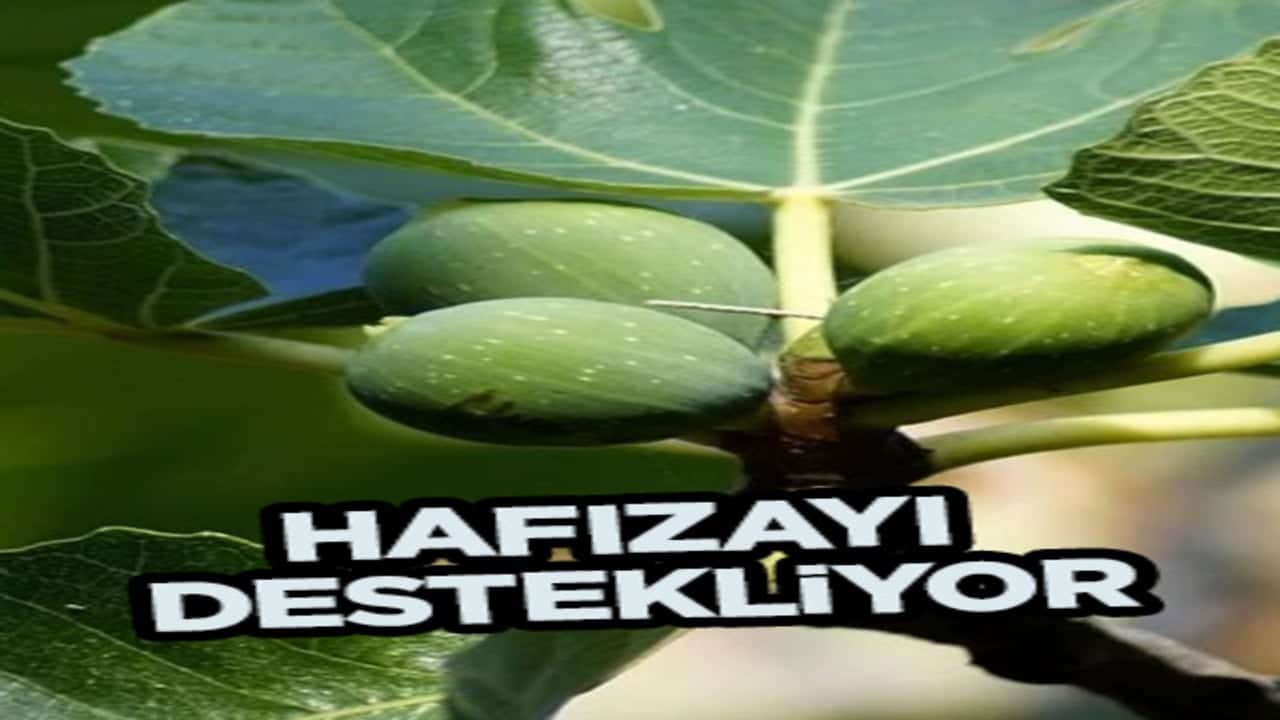 İncir reçeli tarifi ev yapımı tam ölçülü nasıl yapılıyor? Hafızayı destekliyor! Böyle her zaman tüketiliyor...