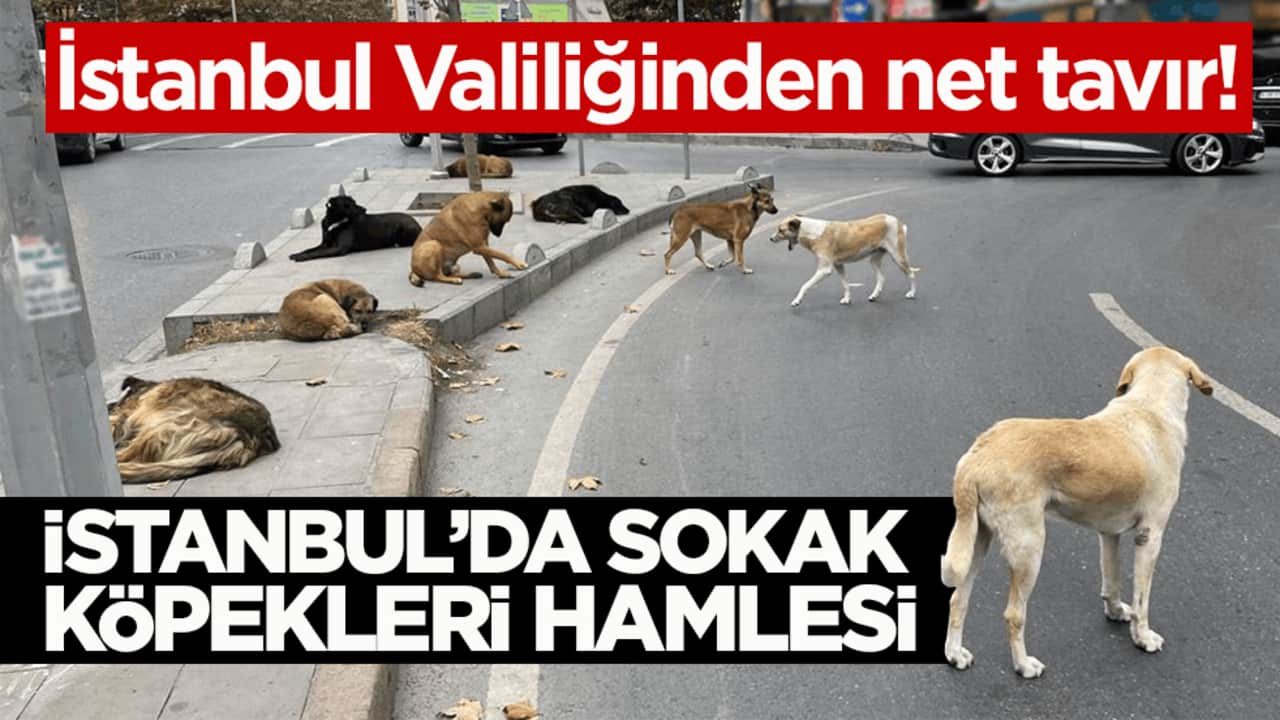 İstanbul Valiliğinden net tavır! İstanbul’da sokak köpekleri hamlesi