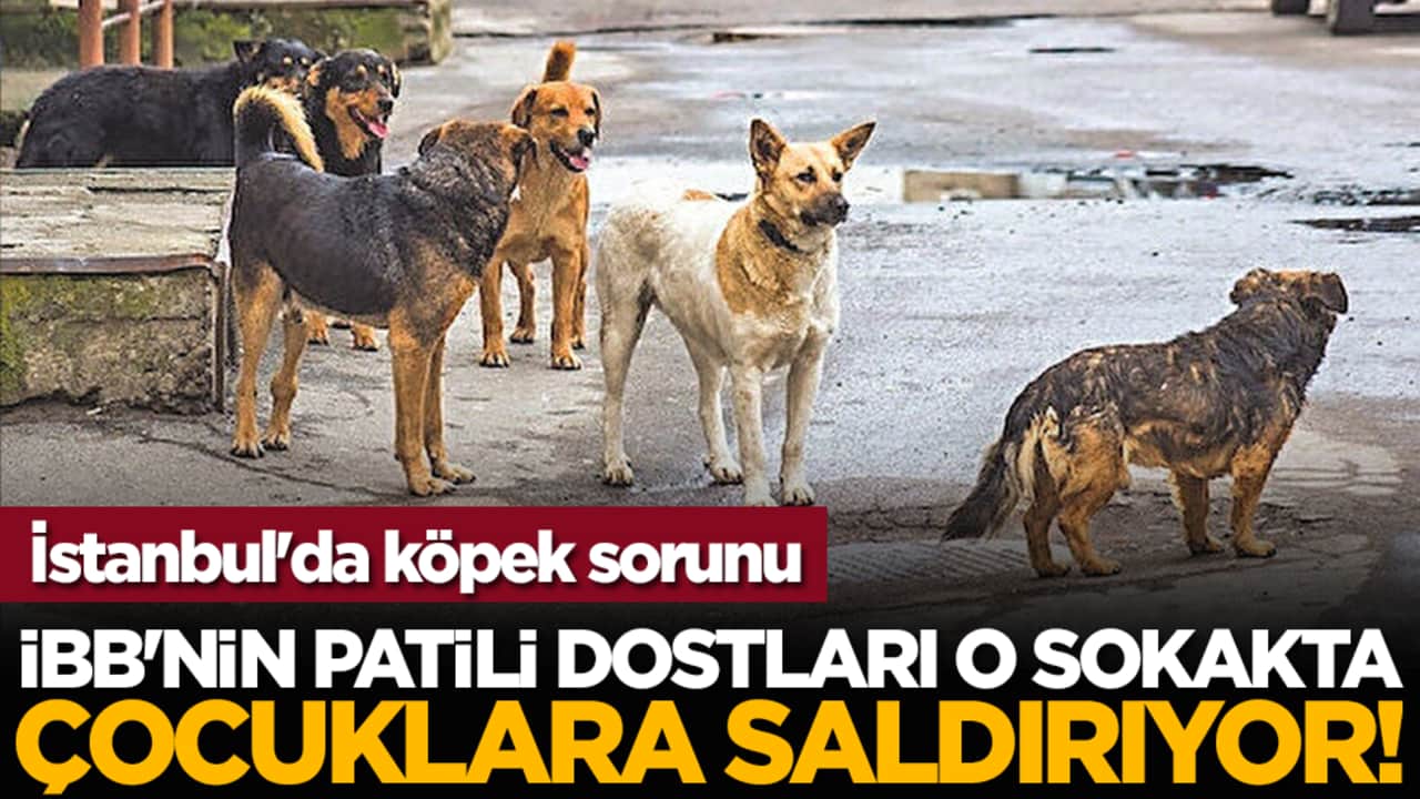 İstanbul'da köpek sorunu: İBB'nin patili dostları o sokakta çocuklara saldırıyor!