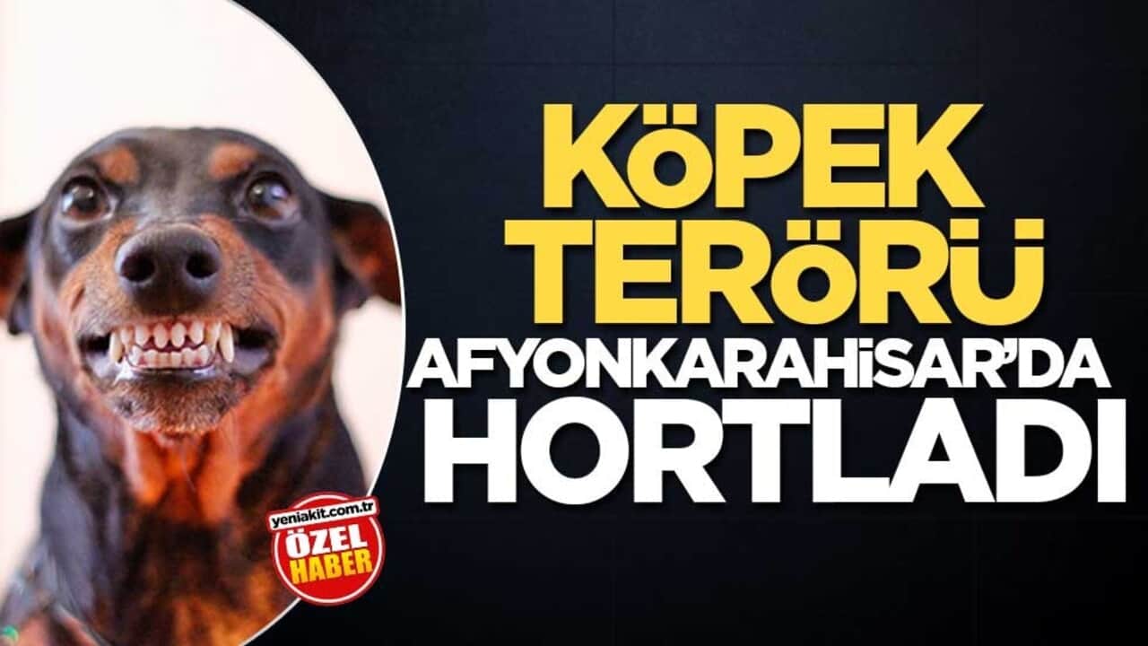 Köpek terörü Afyonkarahisar’da hortladı