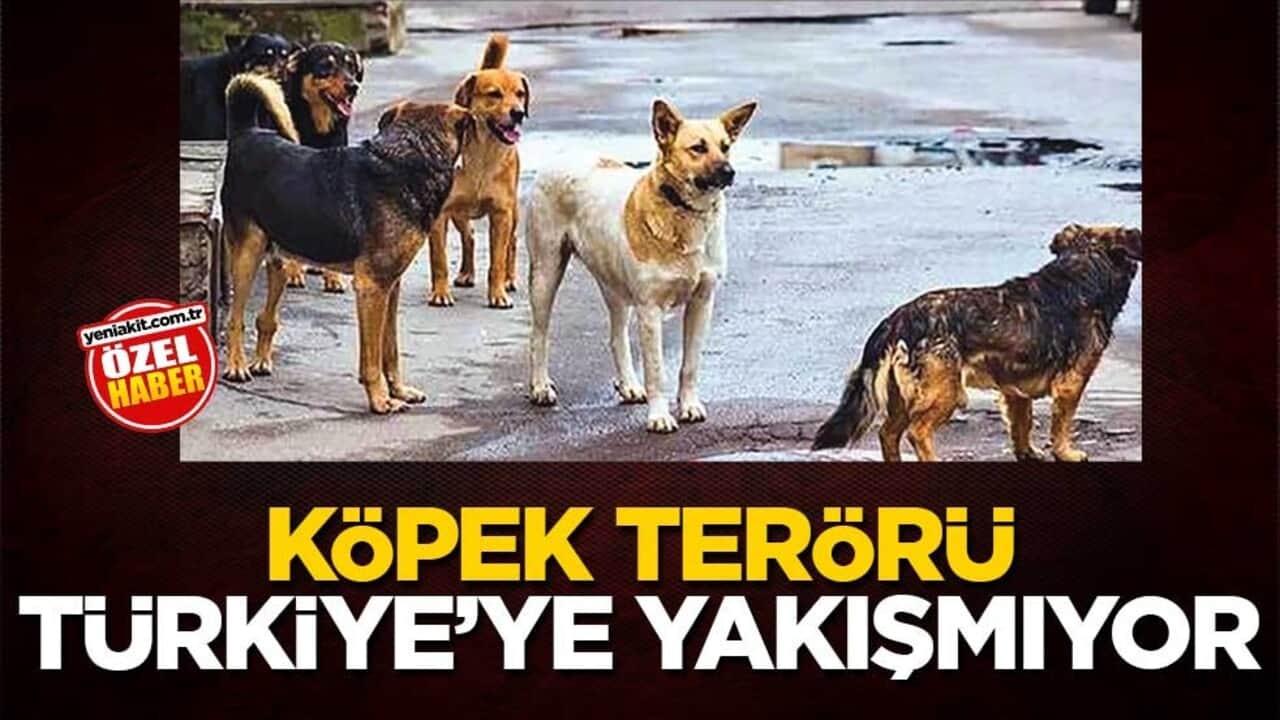 Köpek terörü Türkiye’ye yakışmıyor