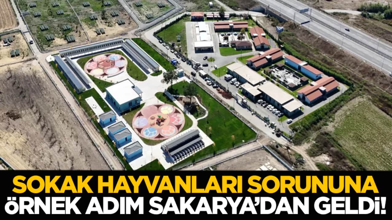 Sokak hayvanları sorununa ilk ve örnek adım Sakarya’dan geldi!