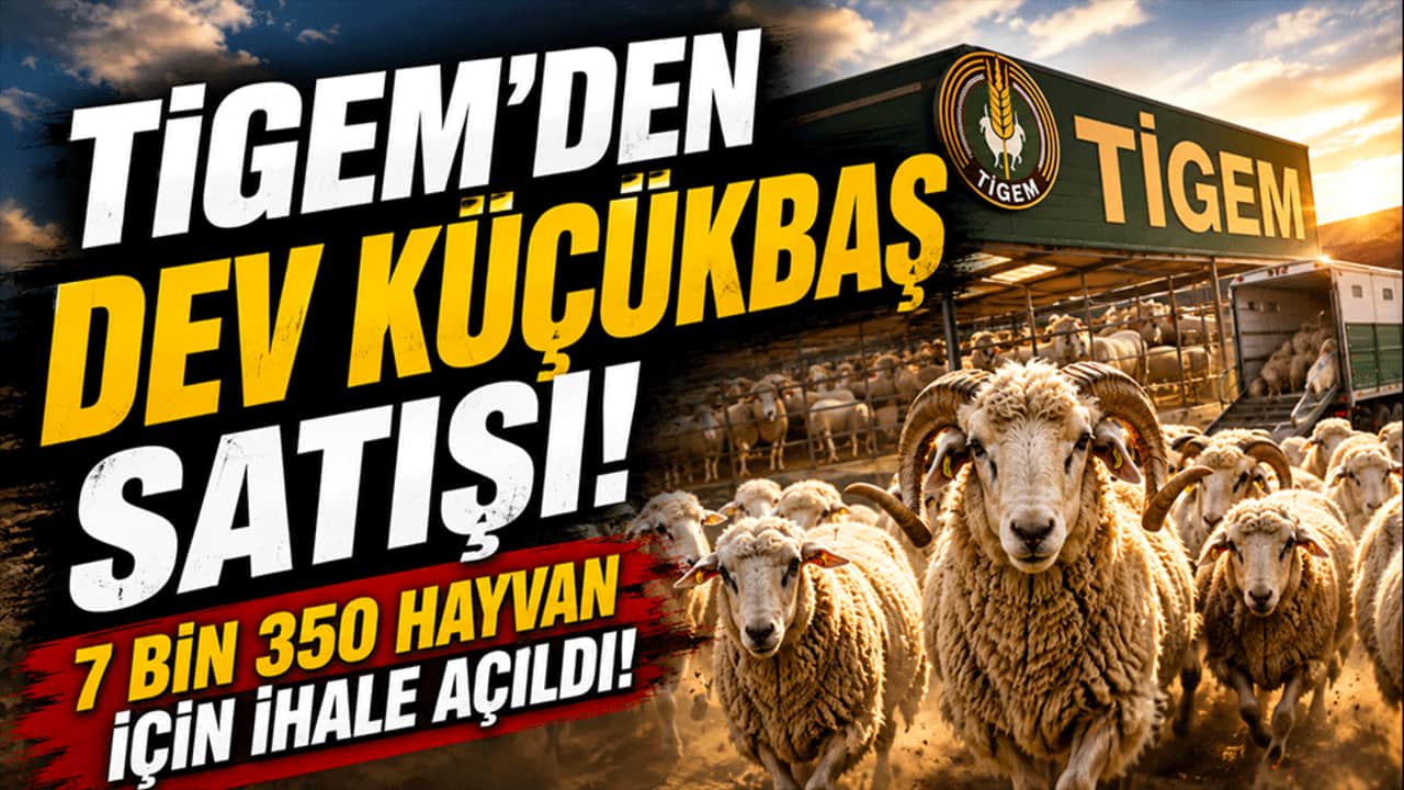 TİGEM'den dev küçükbaş satışı! 7 bin 350 hayvan için ihale açıldı