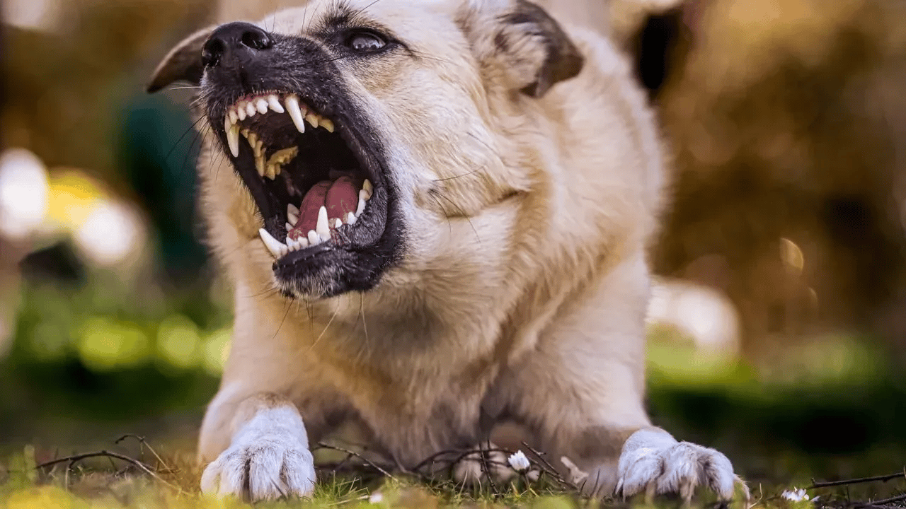 90 Yaşındaki Kadın Sokak Köpeklerinin Saldırısında Parçalanarak Öldü!
