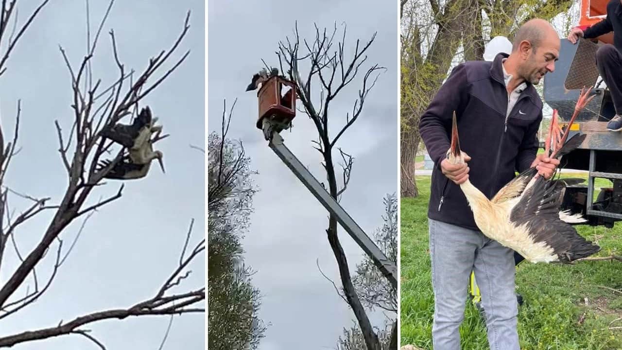Ağaçta asılı kalan leylek seferberlikle kurtarıldı