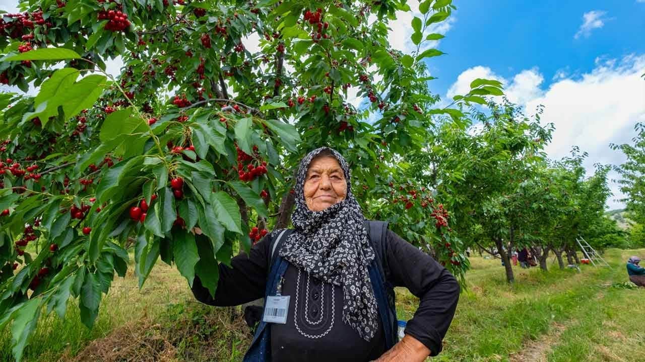 Anadolu toprağında bereket fışkırdı! Yozgatlı köylülerin el ele vererek kurduğu dev bahçe dünyayı doyuruyor!