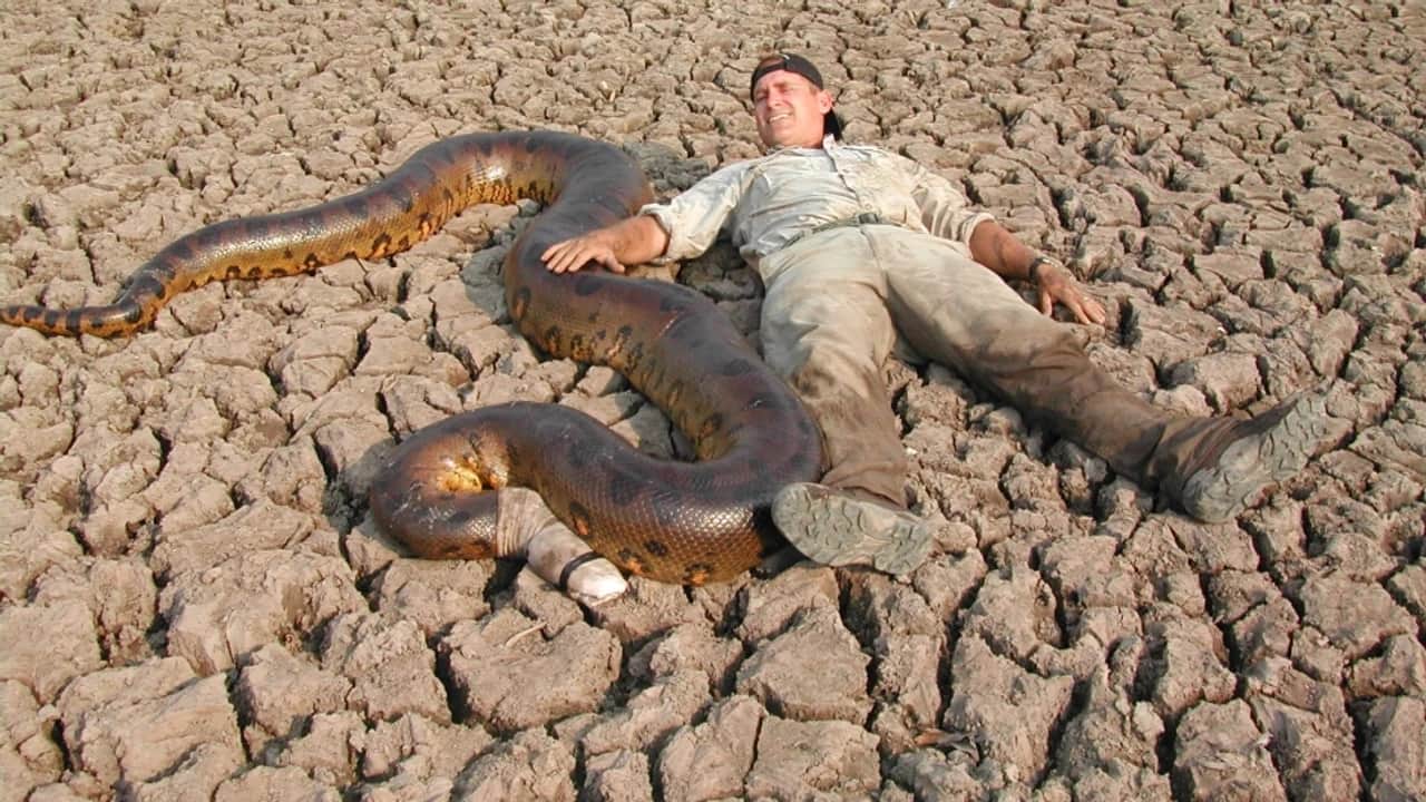 Anakonda yılanlarının büyüklüğü şaşırttı!