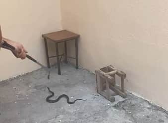 Bahçede yılan paniği! Mahalle ayağa kalktı