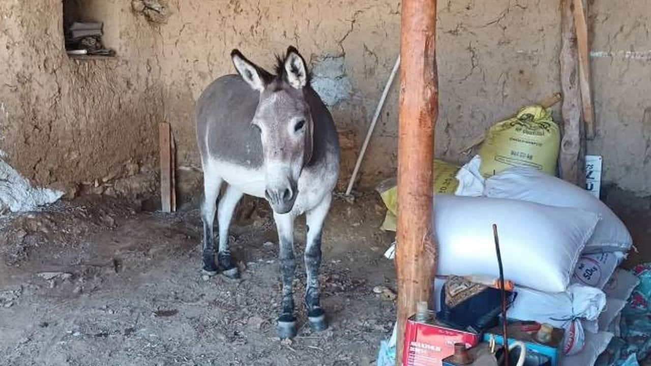 Başıboş eşek mahallenin başına bela oldu