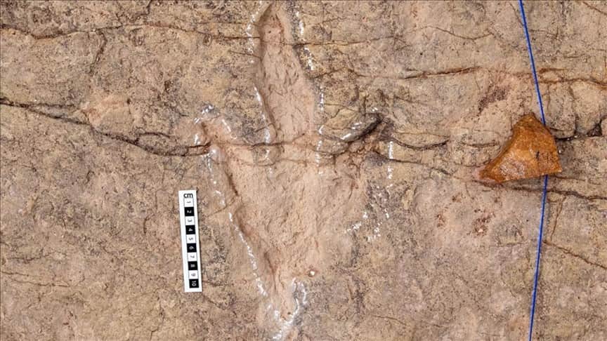 Bilim insanları, dinozorlara ait 16 bin 600 ayak izi belgeledi