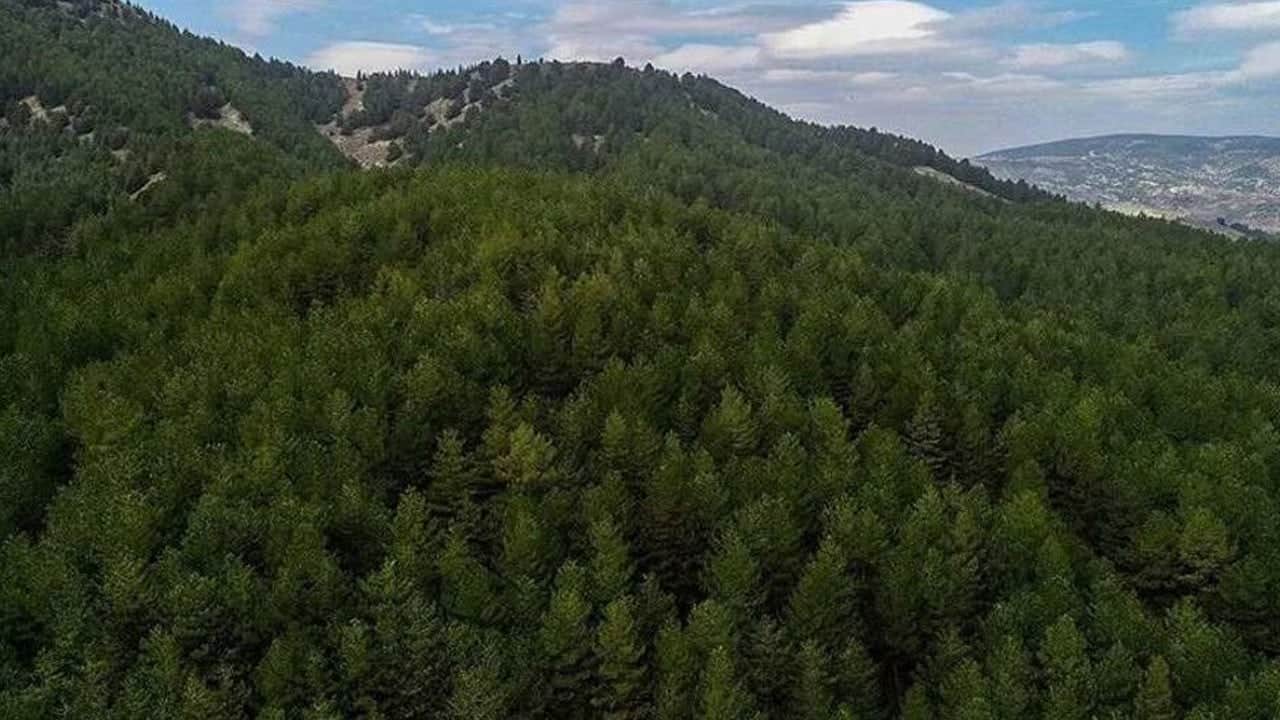Bir ilde daha ormanlara giriş yasaklandı
